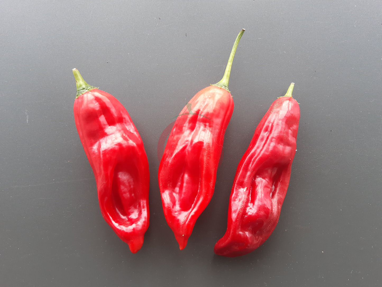 Aji Chicotillo DER TOMATENFLÜSTERER