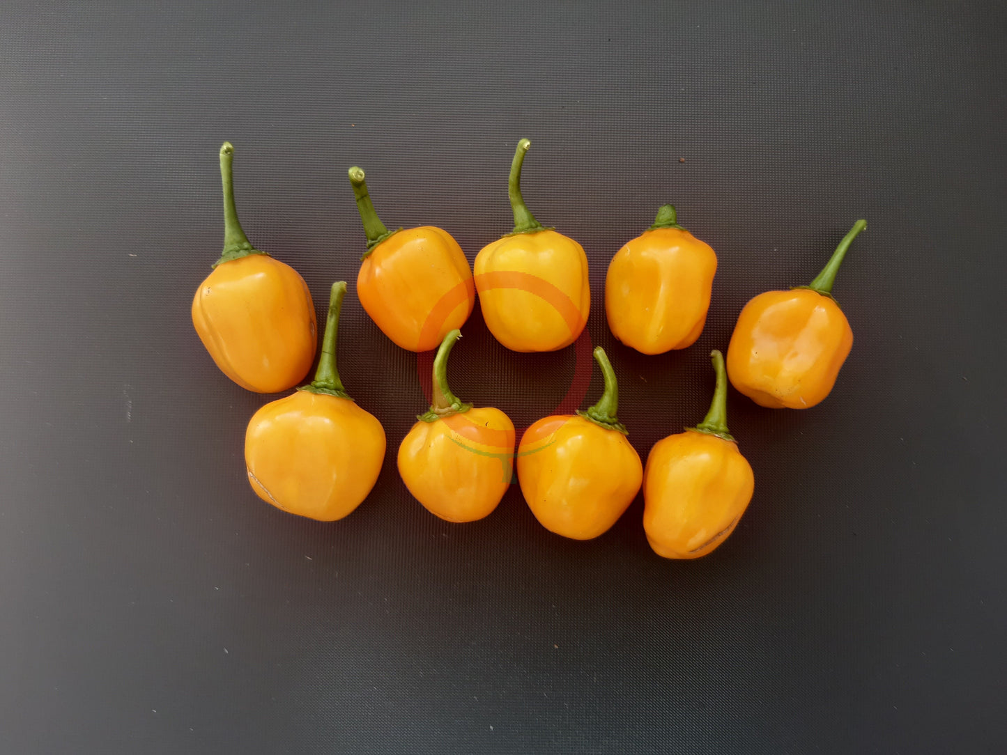 Aji Dulce Amarillo DER TOMATENFLÜSTERER