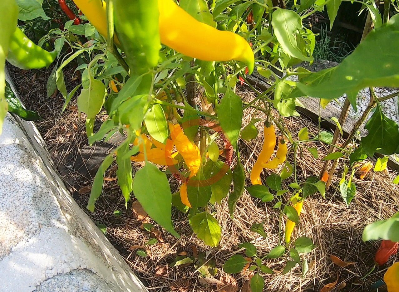 Aji Guyana DER TOMATENFLÜSTERER