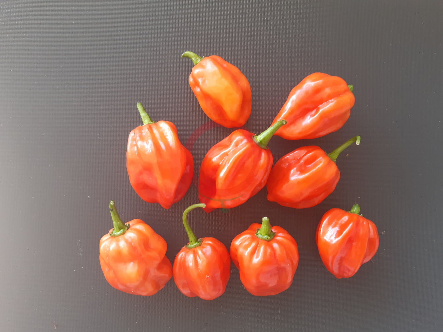 Aji Umba DER TOMATENFLÜSTERER