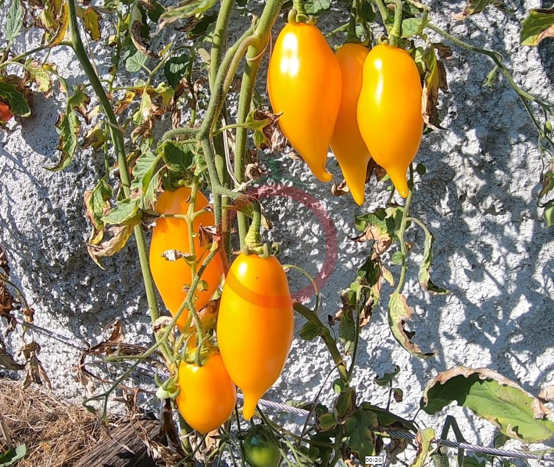 Akmore Treasure DER TOMATENFLÜSTERER