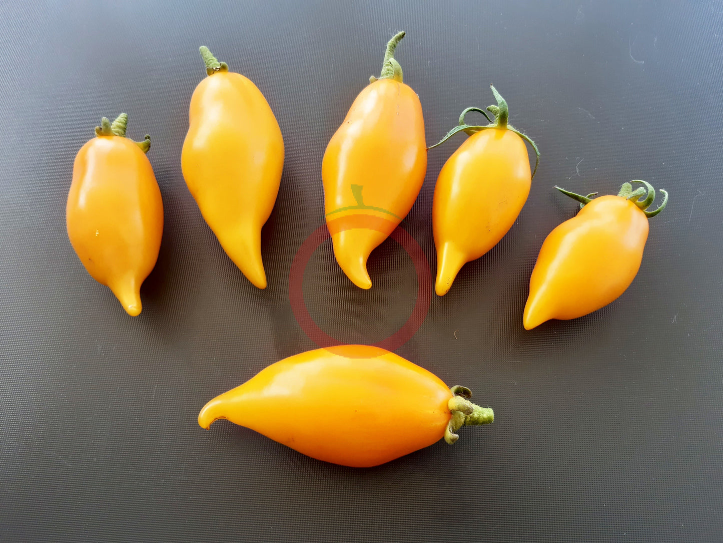 Akmore Treasure DER TOMATENFLÜSTERER