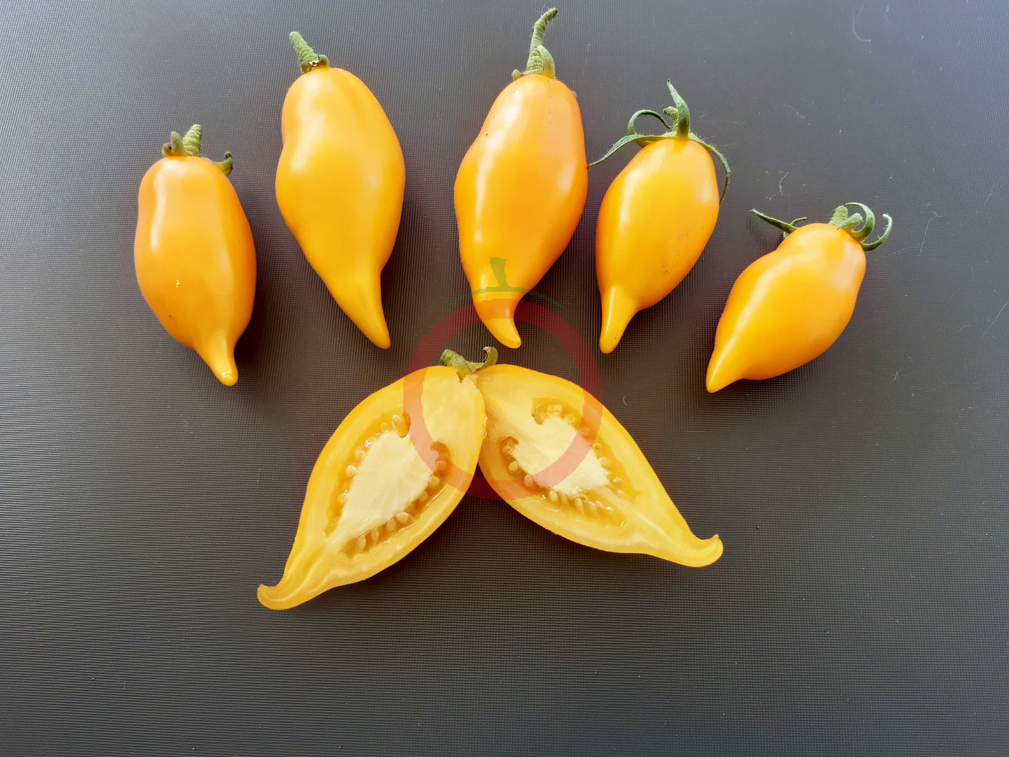Akmore Treasure DER TOMATENFLÜSTERER