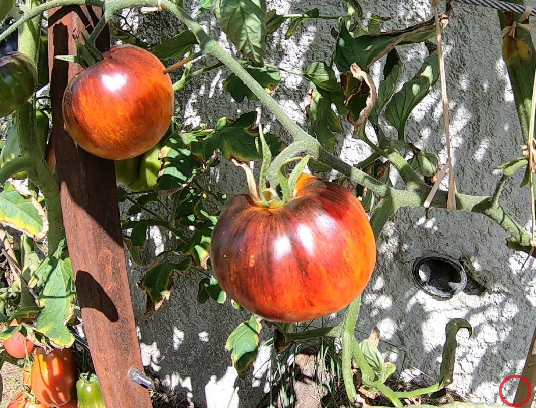Alice Dreams DER TOMATENFLÜSTERER