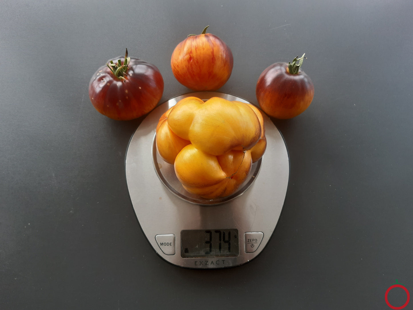 Alice Dreams DER TOMATENFLÜSTERER