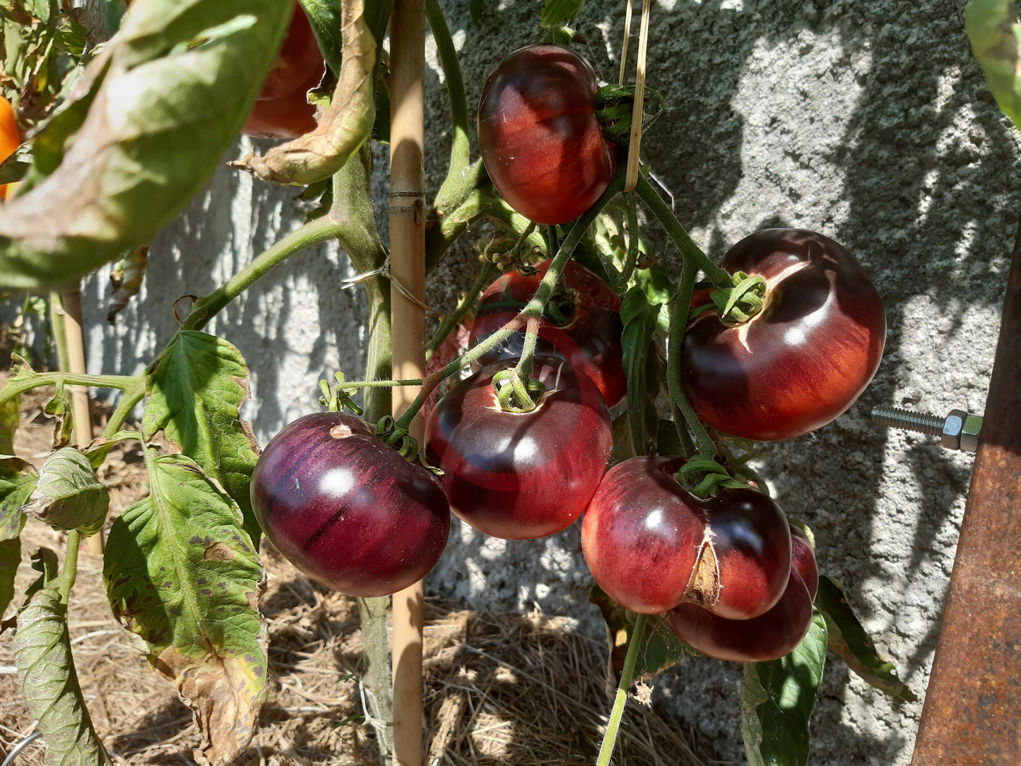 Amethyst Jewel DER TOMATENFLÜSTERER