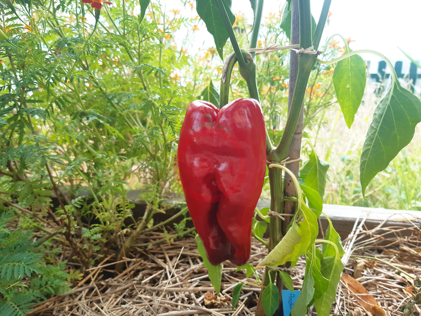 Ancho San Luis DER TOMATENFLÜSTERER