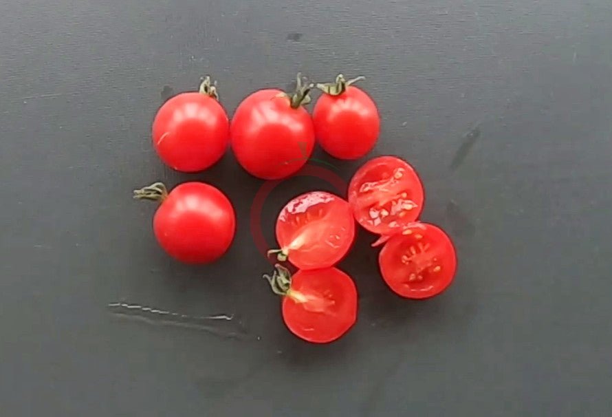 Anmore Dewdrop DER TOMATENFLÜSTERER
