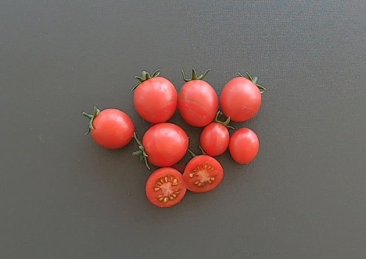 Anmore Treasures Tomate DER TOMATENFLÜSTERER