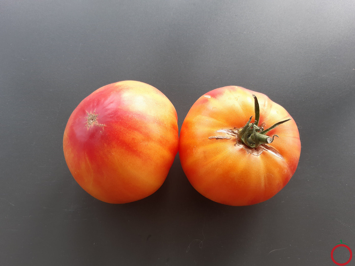 Anna Meyer DER TOMATENFLÜSTERER