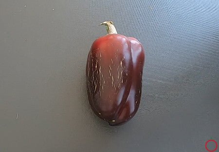 Bagira DER TOMATENFLÜSTERER