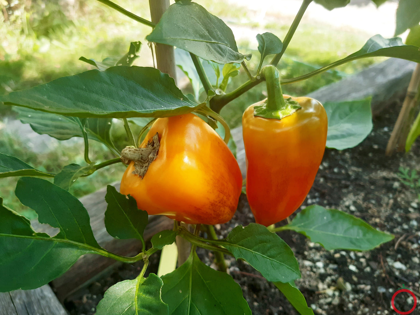 Bagiras Seedling 2 DER TOMATENFLÜSTERER