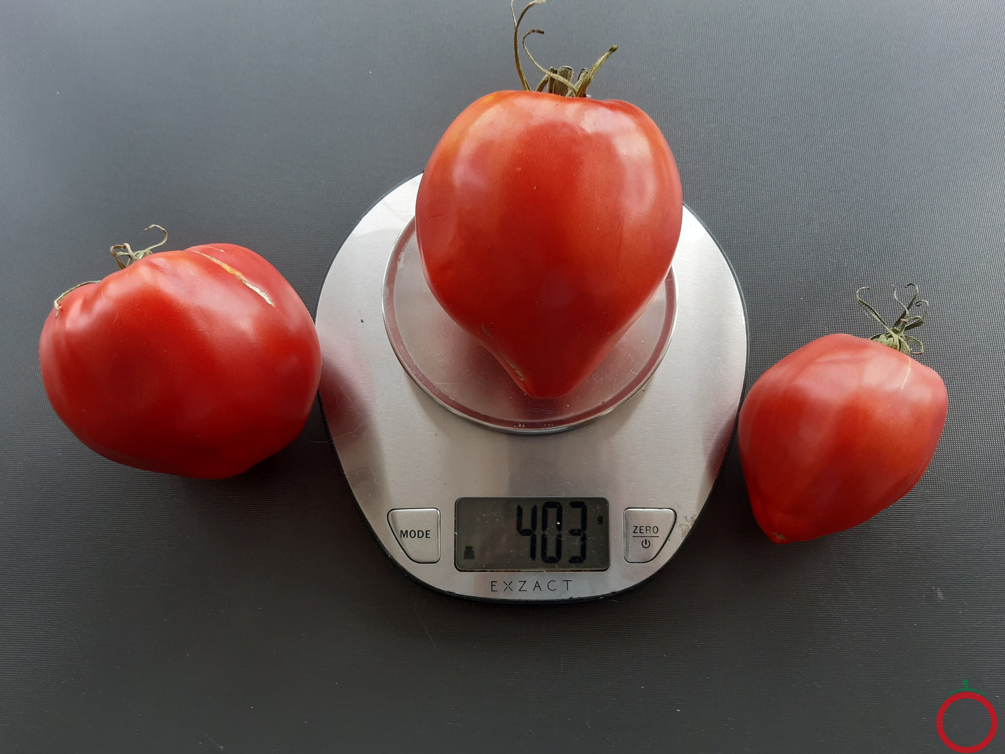 Barca Grande di Bruno DER TOMATENFLÜSTERER