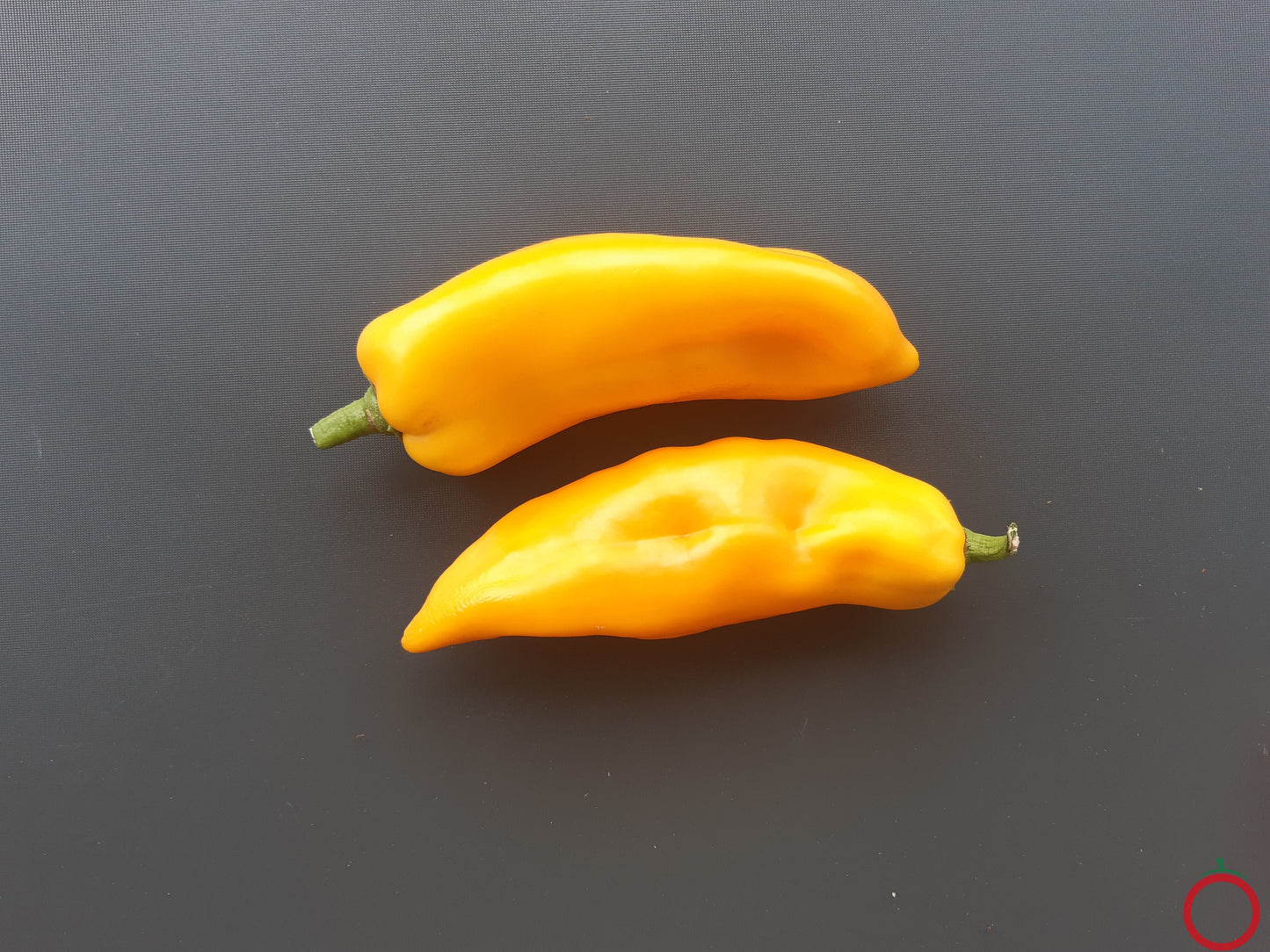 Bavarian Jumbo DER TOMATENFLÜSTERER