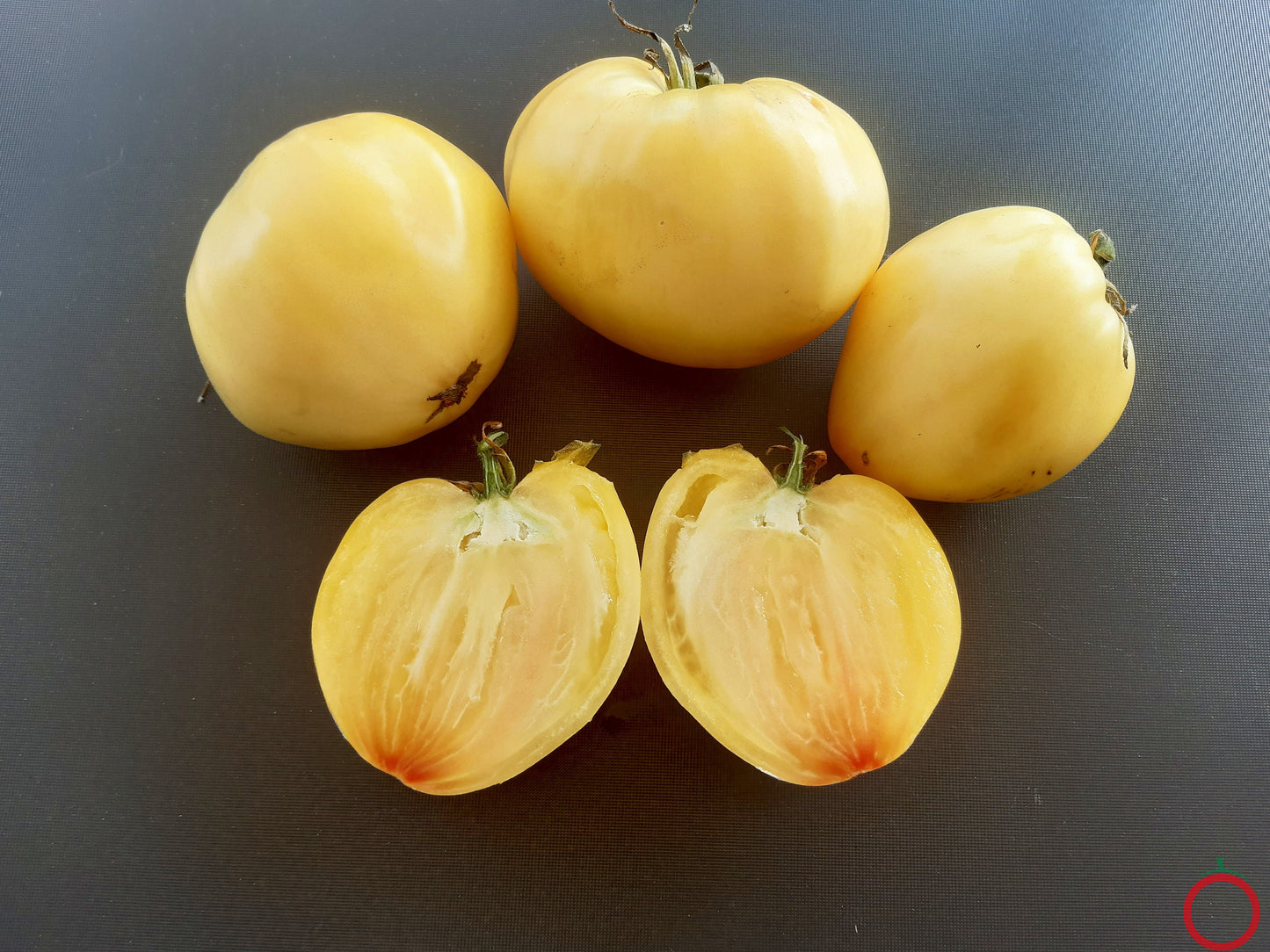 Belaya Vishnya DER TOMATENFLÜSTERER