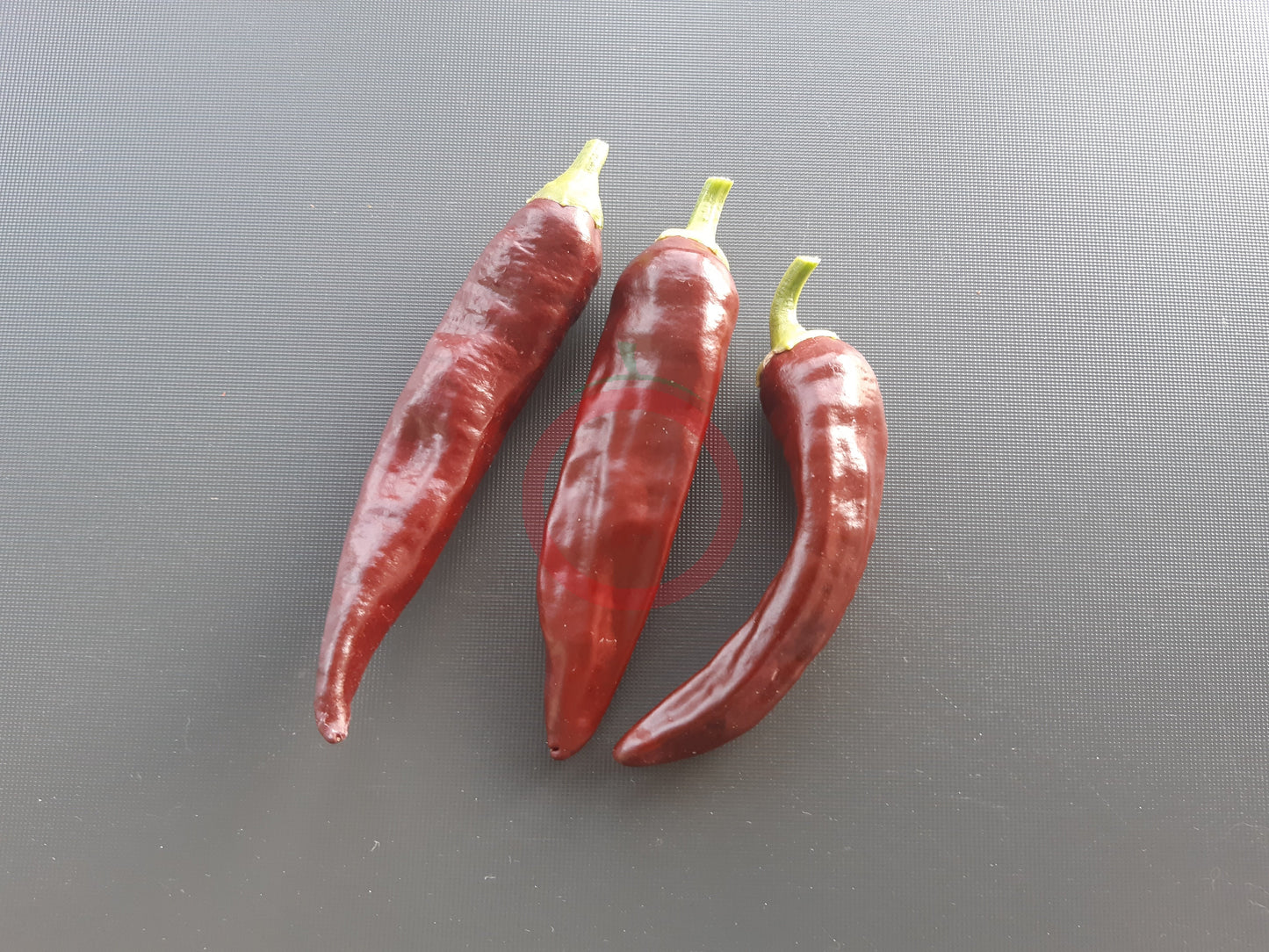 Berbere Coffee Brown DER TOMATENFLÜSTERER