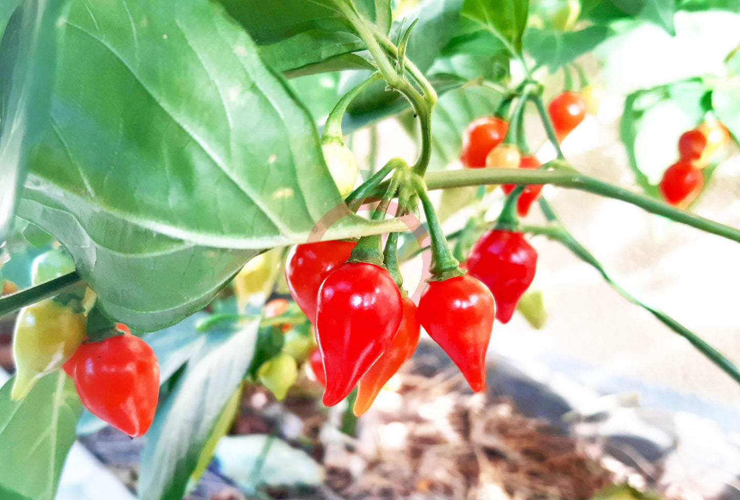Biquinho Iracema DER TOMATENFLÜSTERER