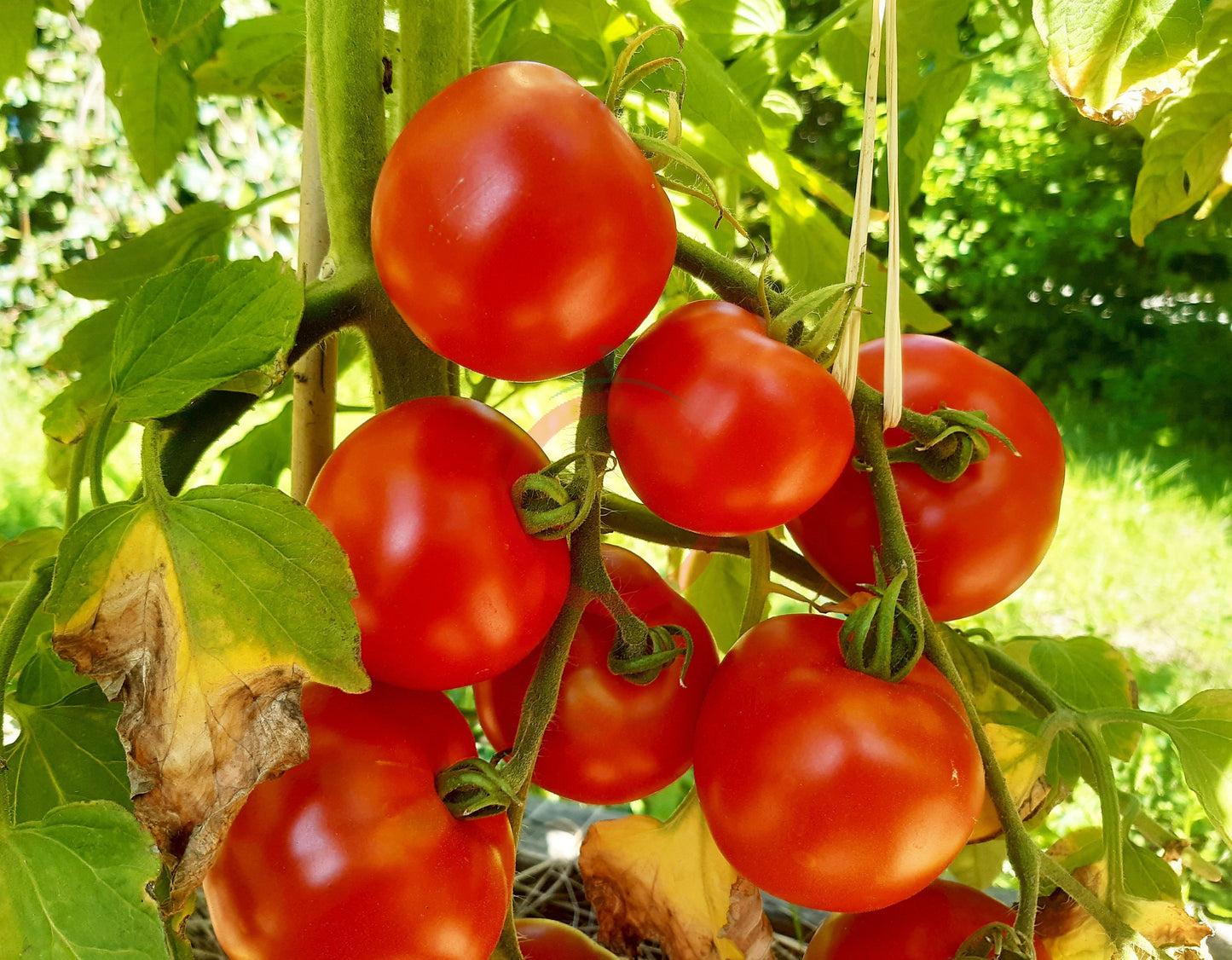 Blaby Special DER TOMATENFLÜSTERER