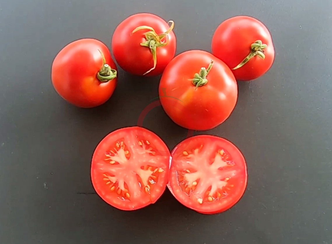 Blaby Special DER TOMATENFLÜSTERER
