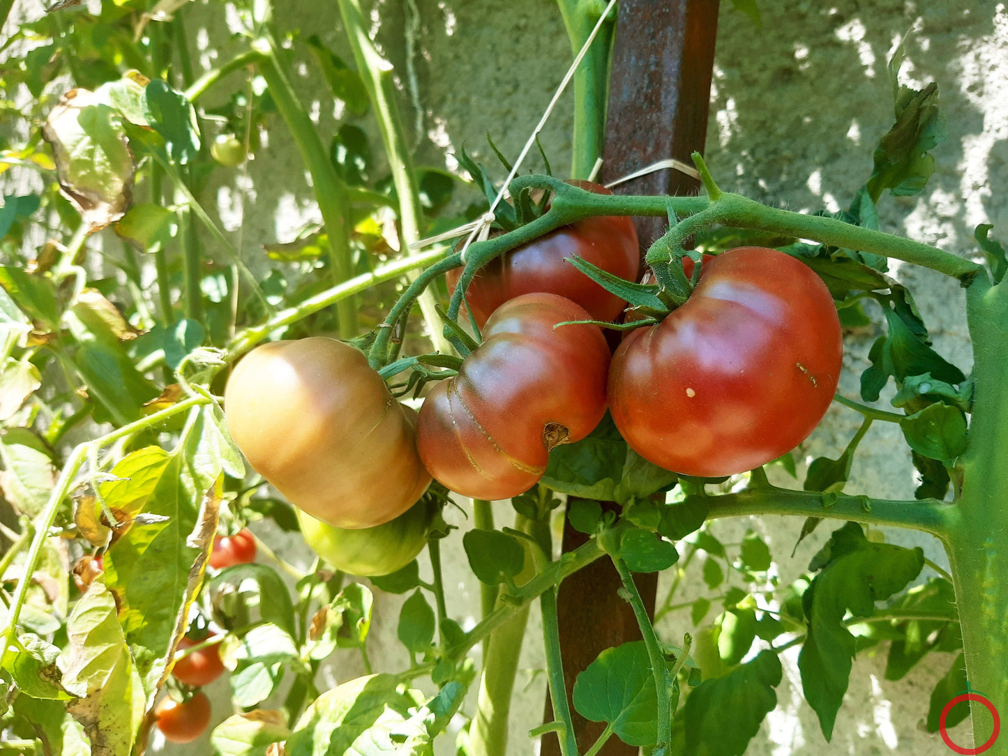 Black Krim DER TOMATENFLÜSTERER