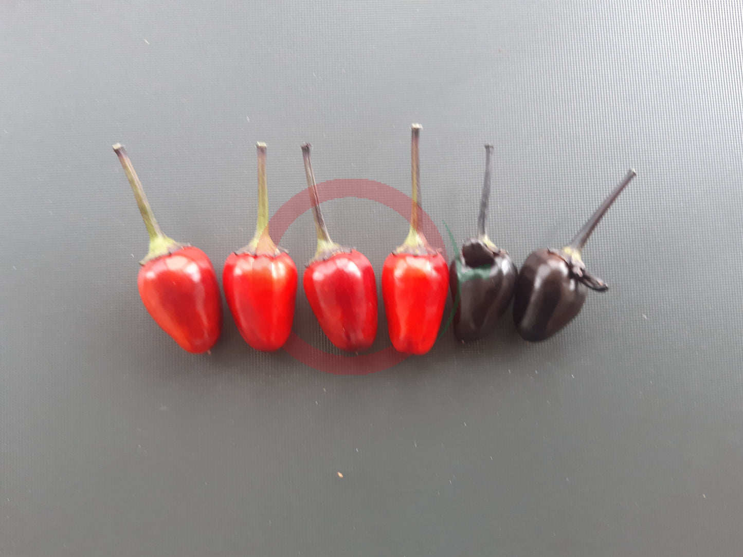 Black Namaqualand DER TOMATENFLÜSTERER