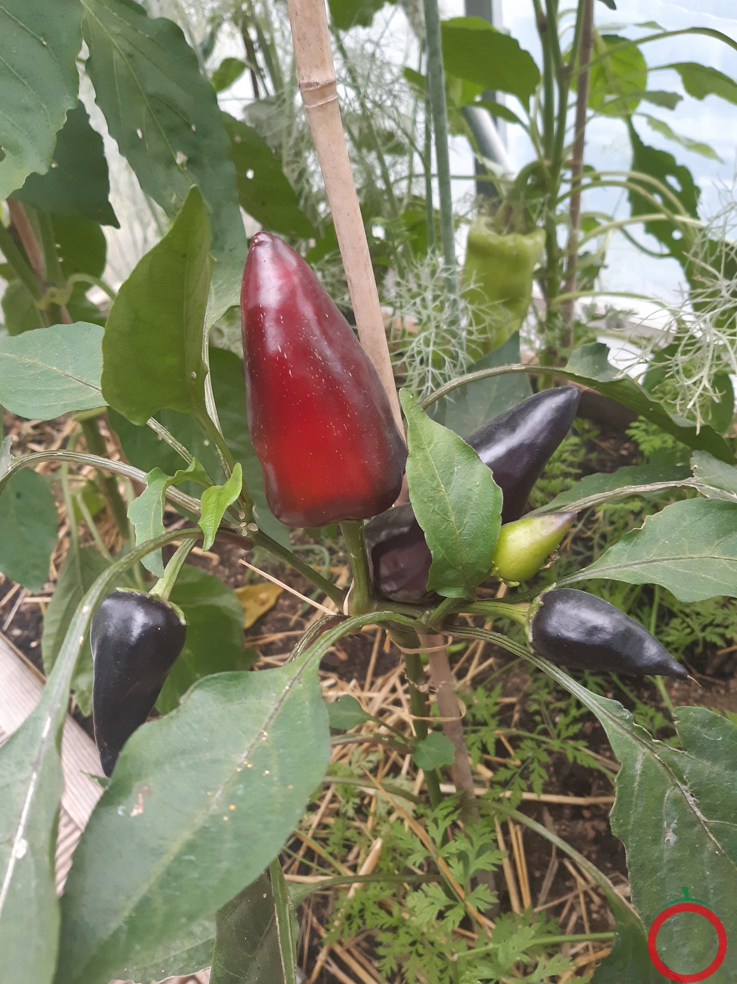 Black Tullip DER TOMATENFLÜSTERER