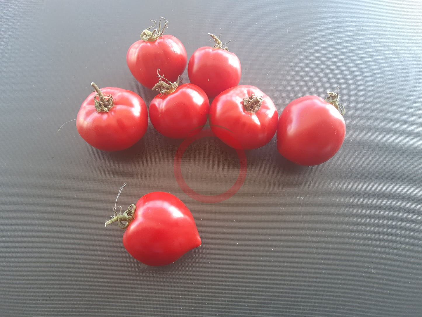 Bob's Boomtown Titty DER TOMATENFLÜSTERER