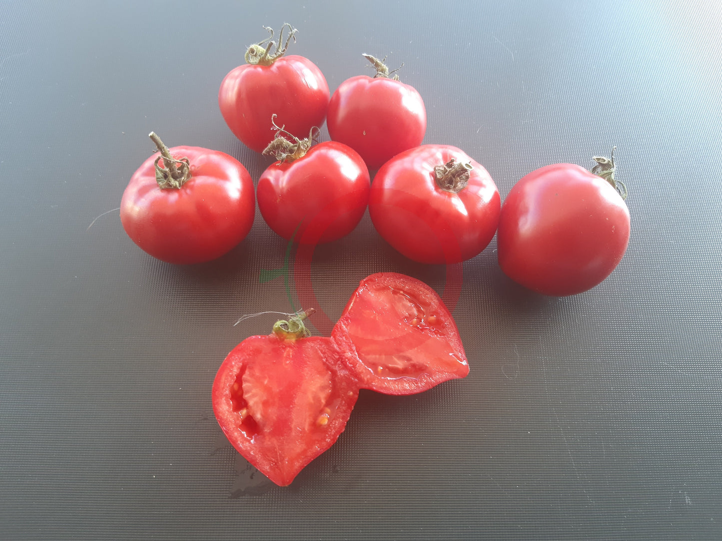 Bob's Boomtown Titty DER TOMATENFLÜSTERER
