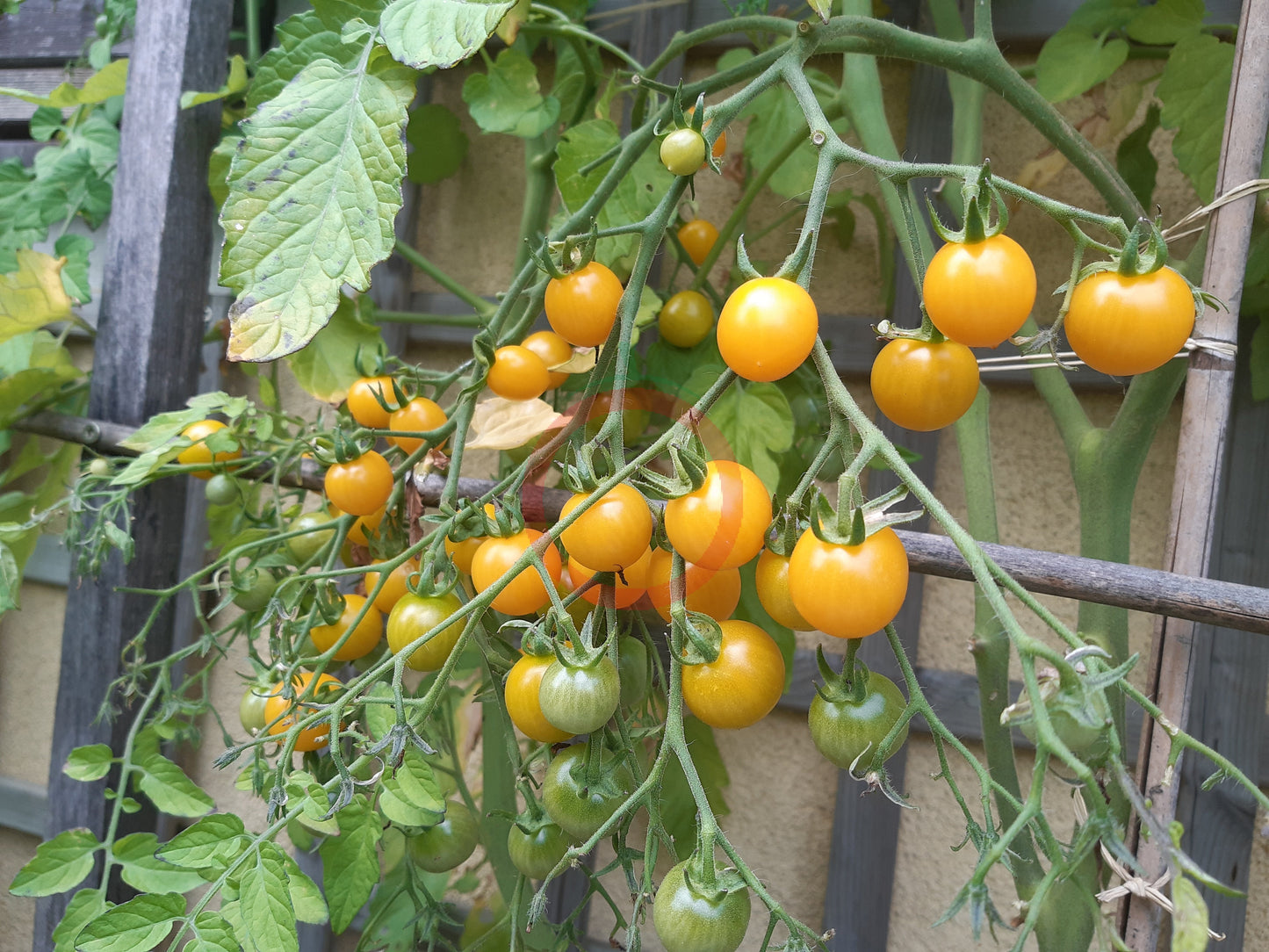 Bolivian Wild DER TOMATENFLÜSTERER