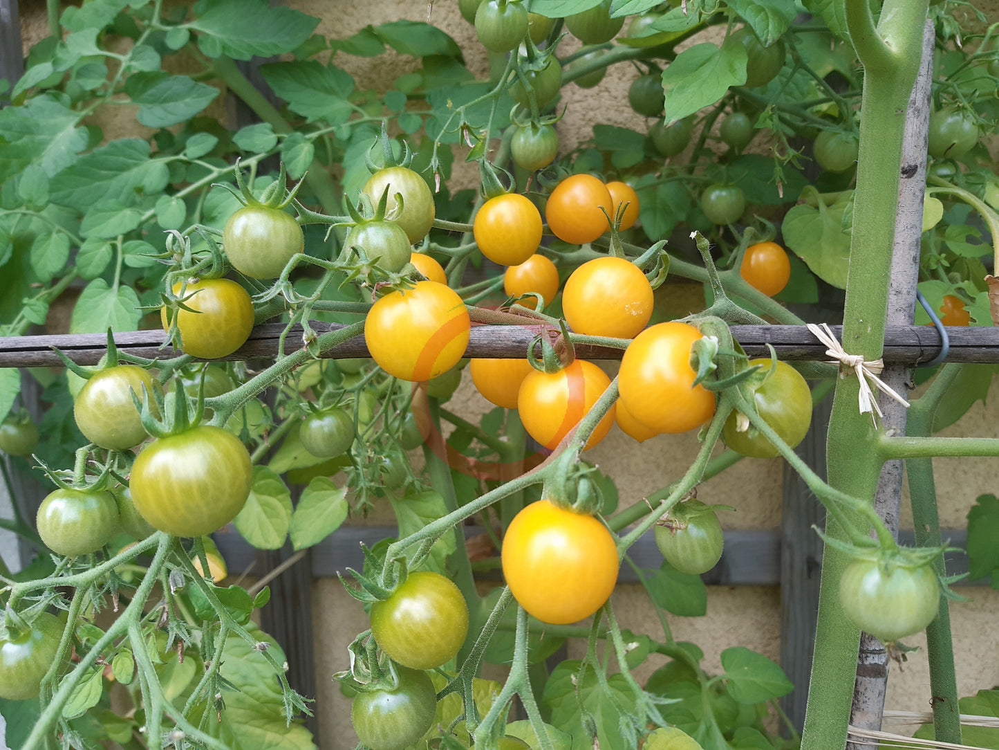 Bolivian Wild DER TOMATENFLÜSTERER