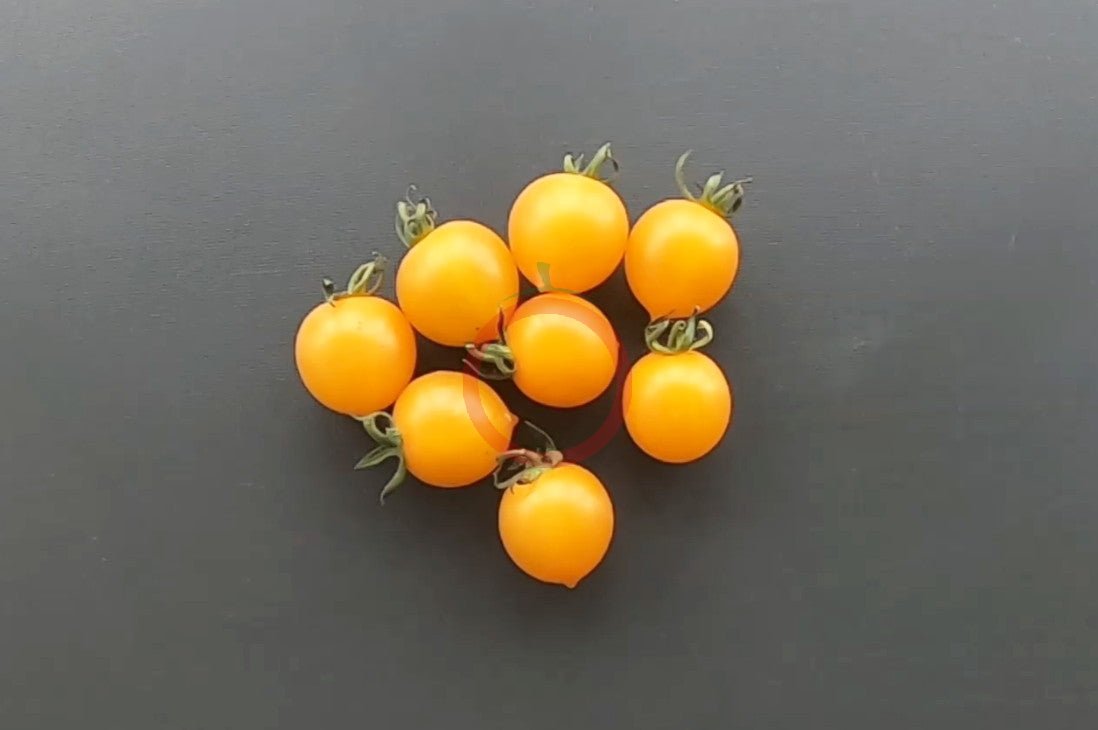 Bolivian Wild DER TOMATENFLÜSTERER