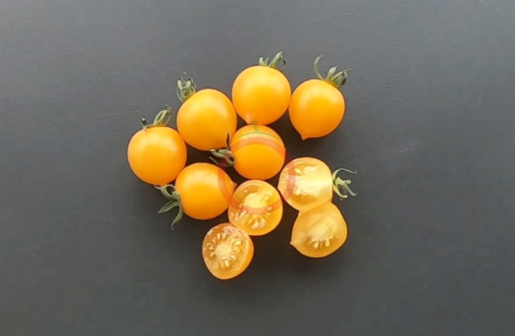 Bolivian Wild DER TOMATENFLÜSTERER