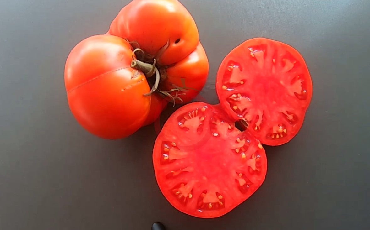 Box Car Willie DER TOMATENFLÜSTERER
