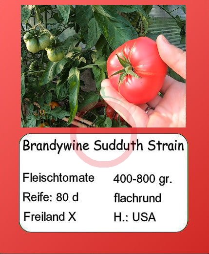 Brandywine Sudduth Strain