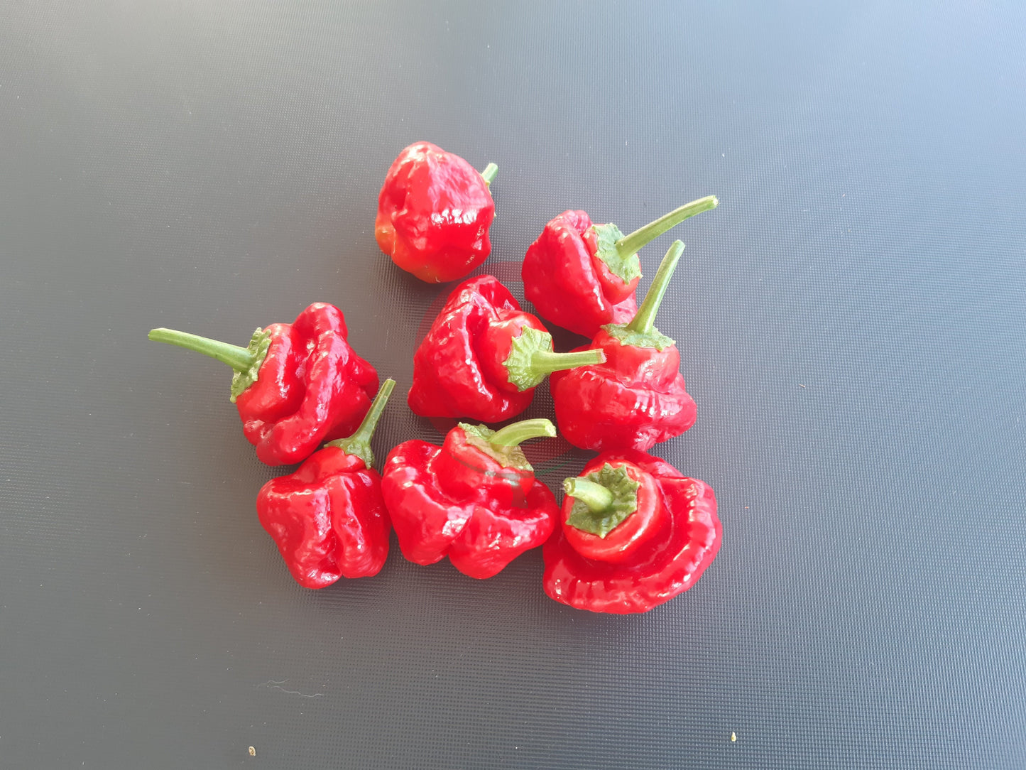 Brazilian Starfish DER TOMATENFLÜSTERER