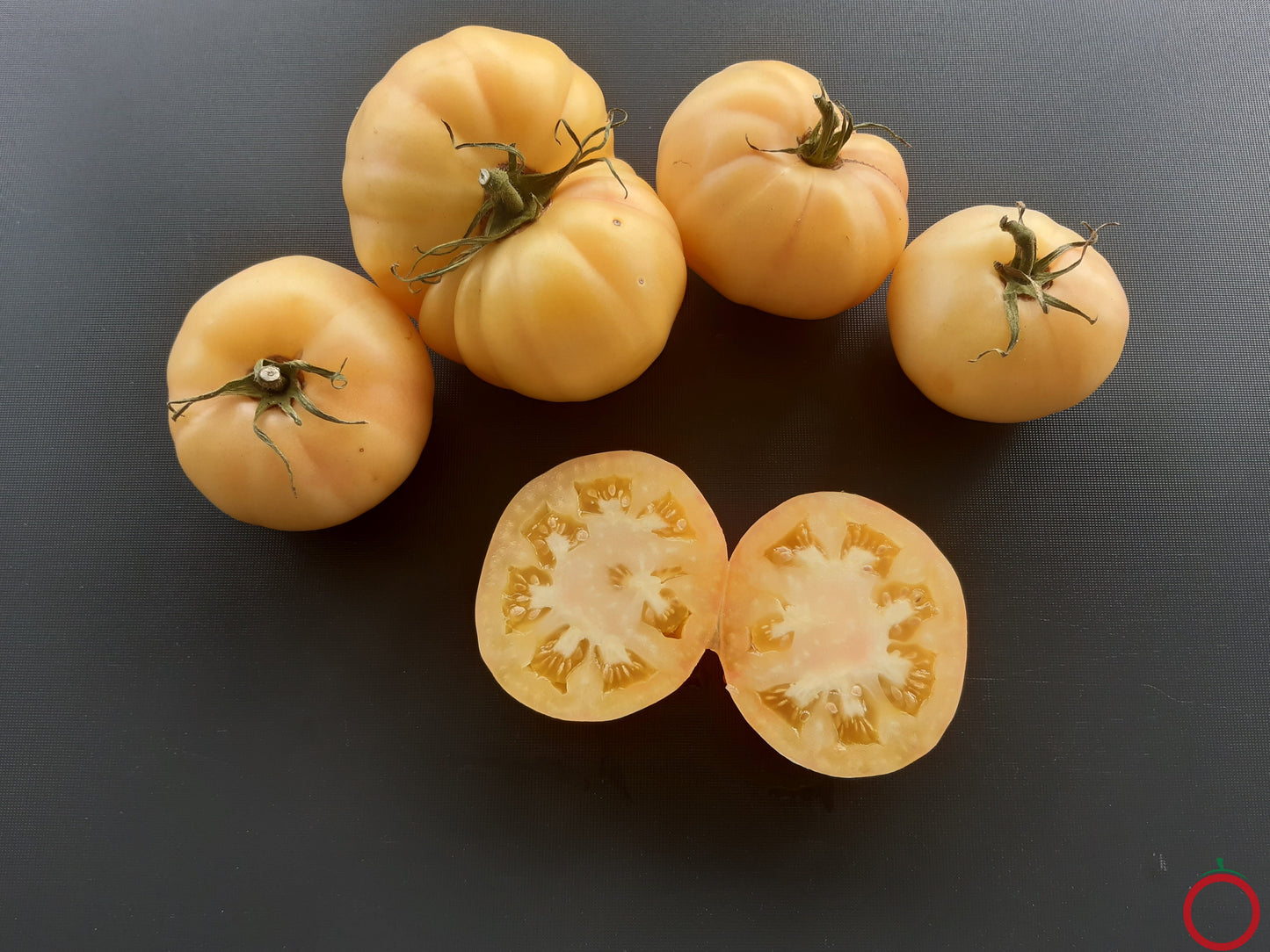 Bugtussle Buttermilk Wonder DER TOMATENFLÜSTERER