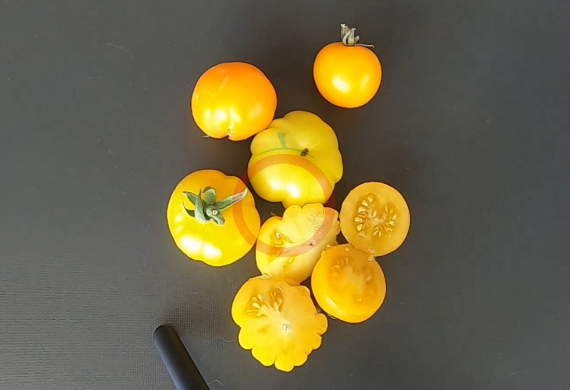 Bundevice DER TOMATENFLÜSTERER