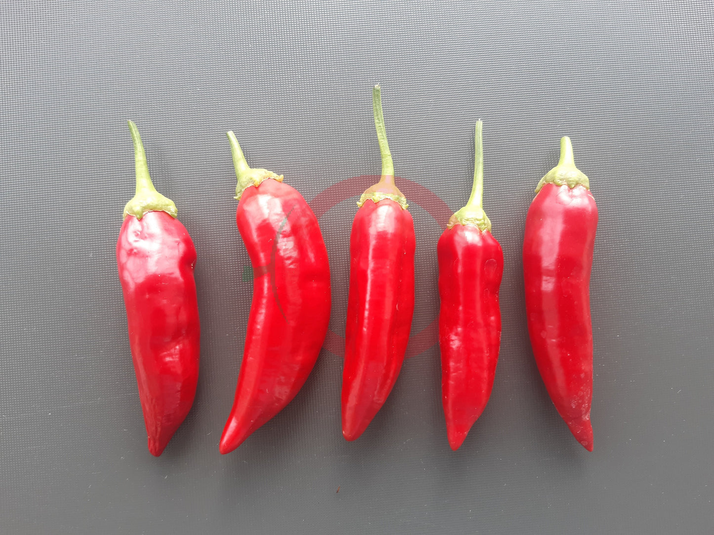 CAP 455 DER TOMATENFLÜSTERER