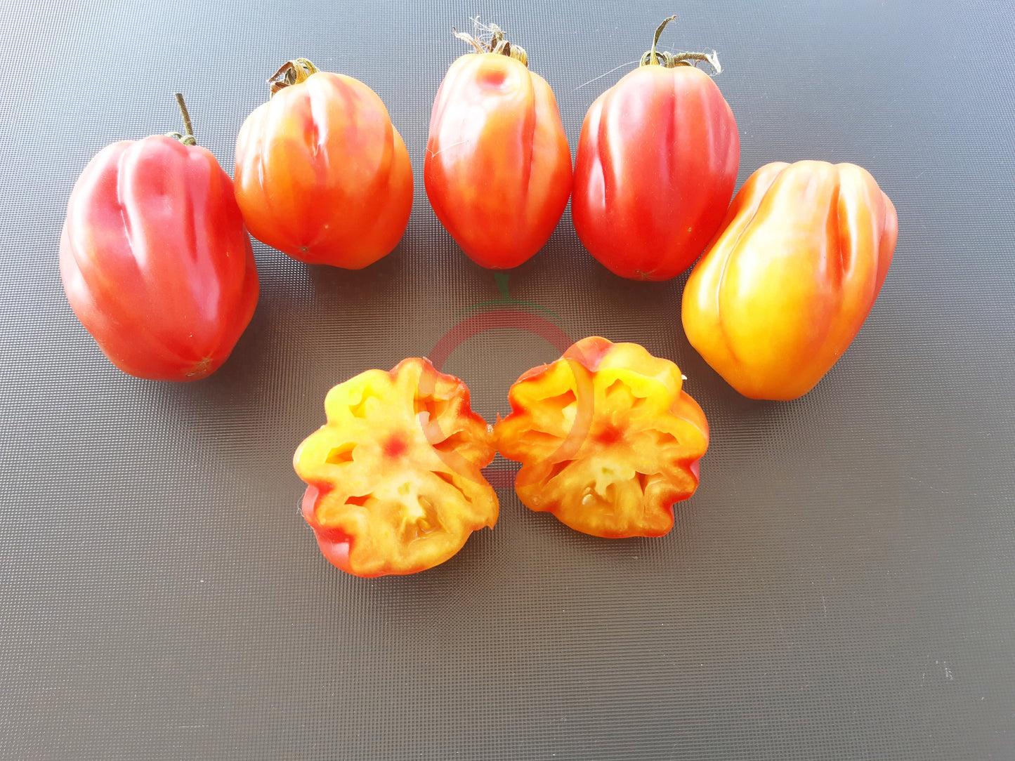 California Tulip DER TOMATENFLÜSTERER