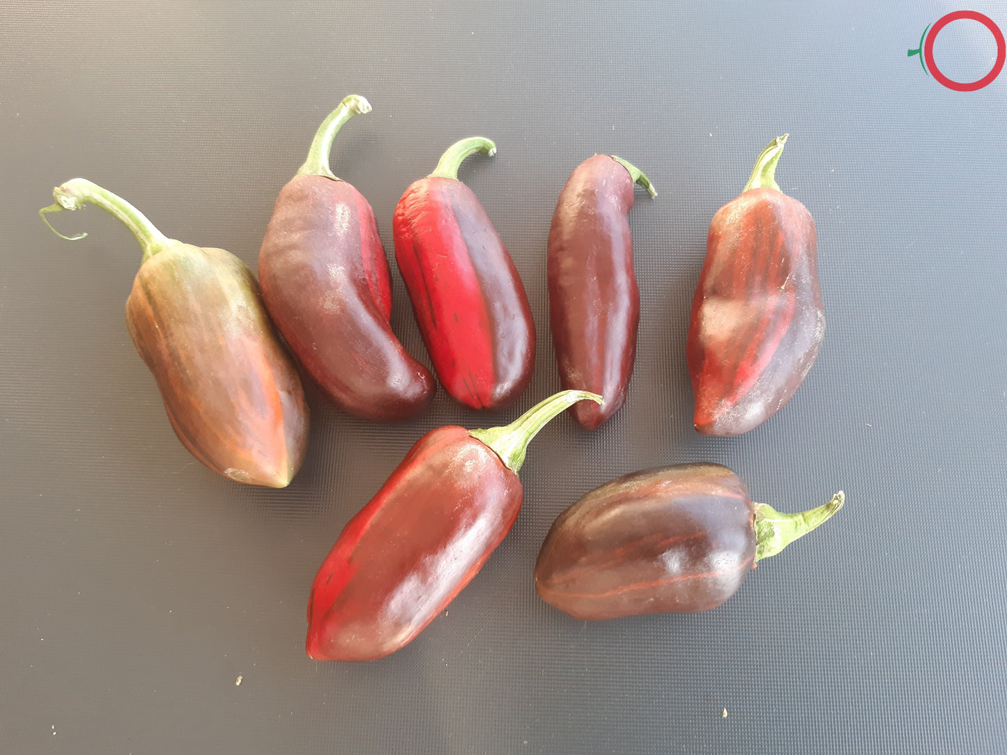 Candy Cane DER TOMATENFLÜSTERER