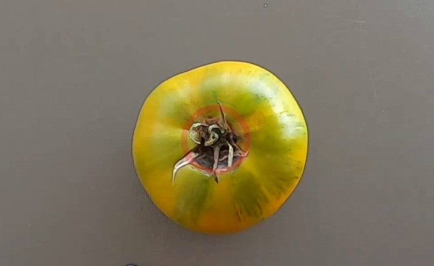 Cherokee Green DER TOMATENFLÜSTERER