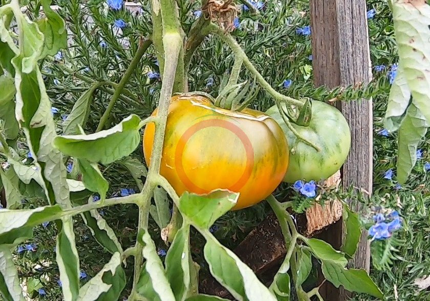 Cherokee Green DER TOMATENFLÜSTERER