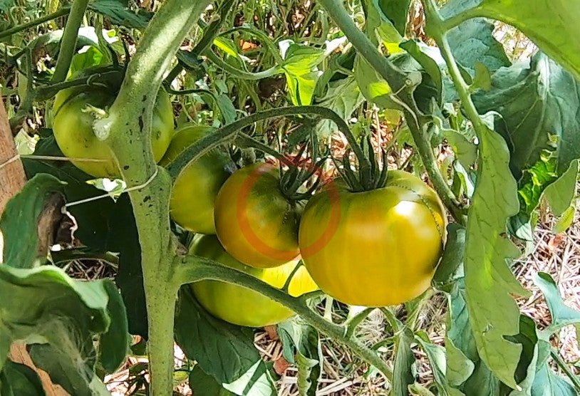 Cherokee Green DER TOMATENFLÜSTERER