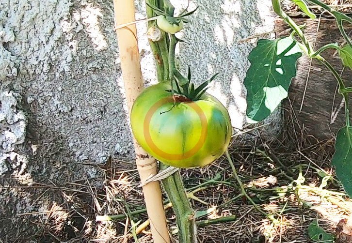 Cherokee Lime DER TOMATENFLÜSTERER