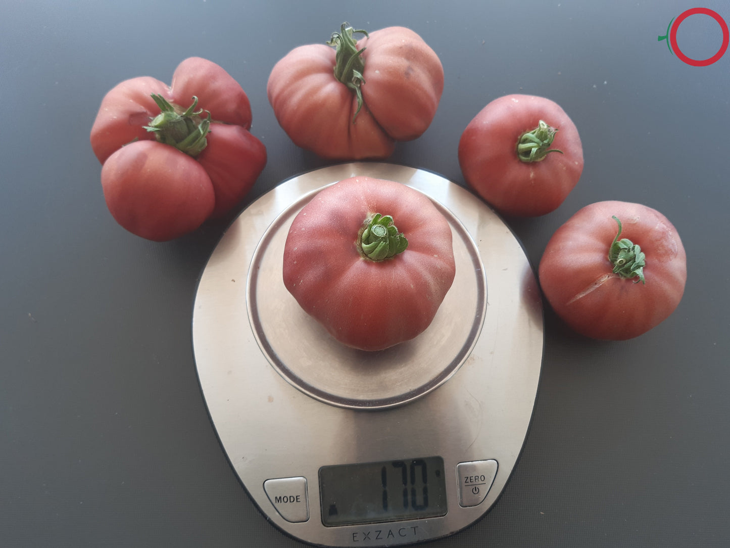 Cherokee Rose DER TOMATENFLÜSTERER