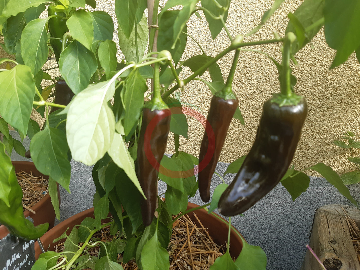 Chile Negro DER TOMATENFLÜSTERER