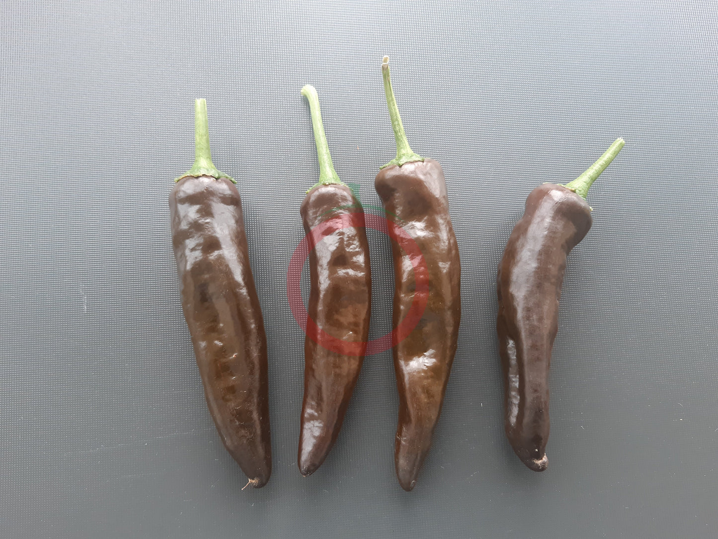 Chile Negro DER TOMATENFLÜSTERER