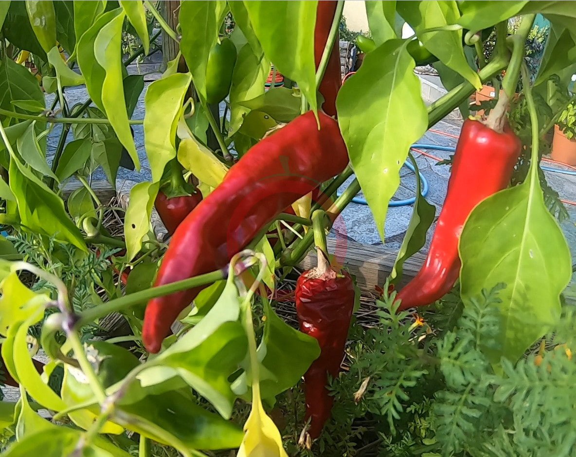 Chimayo DER TOMATENFLÜSTERER