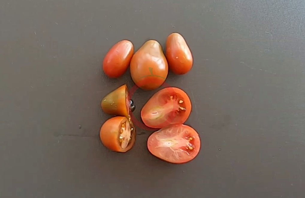 Chocolate Pear DER TOMATENFLÜSTERER