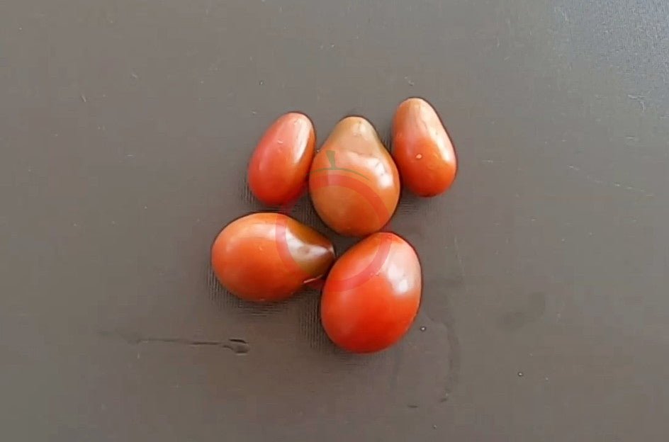 Chocolate Pear DER TOMATENFLÜSTERER